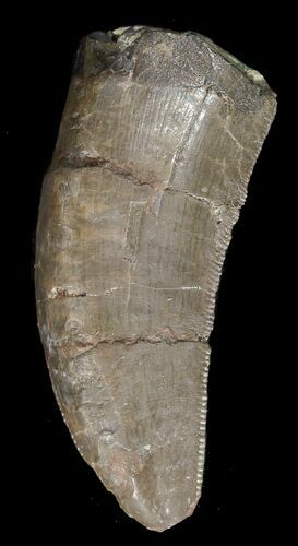 Serrated Allosaurus Tooth - Wyoming #43658
